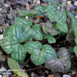 Hepatica nobilis 'Alba' - 