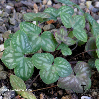 Hepatica nobilis 'Alba'