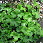 Hepatica transsylvanica 'Buis' - 