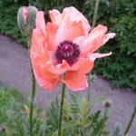 Papaver orientale 'China Boy' - 