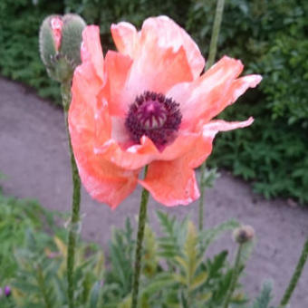 Papaver orientale 'China Boy'