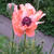 Papaver orientale 'China Boy'