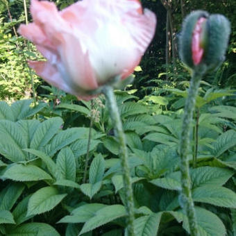 Papaver orientale 'China Boy'