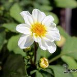 Dahlia 'Topmix White' - 