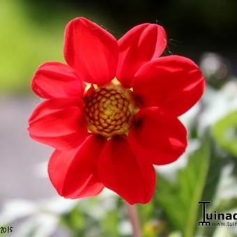 Dahlia 'Topmix Red'