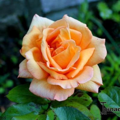 Rosa 'Doris Tysterman' - 