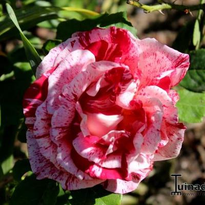 Rosa 'Henri Matisse' - 