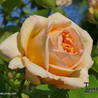 Rosa 'Alchymist' - 