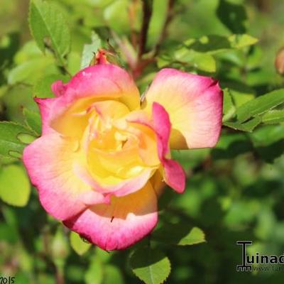 Rosa 'Baby Masquerade' - 