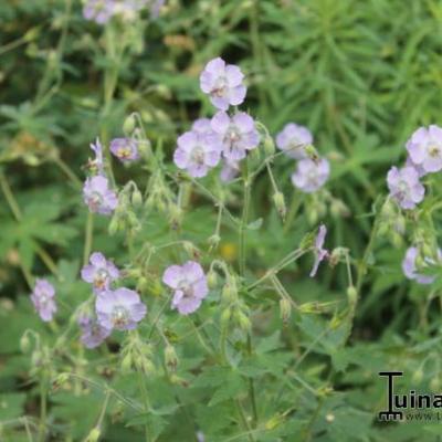 Geranium phaeum 'Walküre' - 