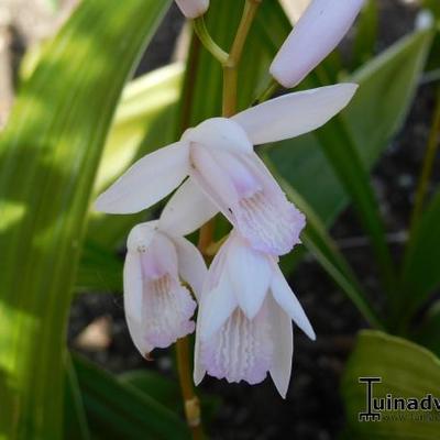 Bletilla striata 'Alba' - ORCHIDÉE JACINTHE, ORCHIDÉE BLANCHE DU JAPON