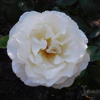 Rosa 'Thérèse de Lisieux' - 