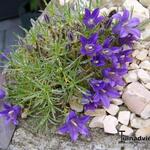 Edraianthus pumilio - 