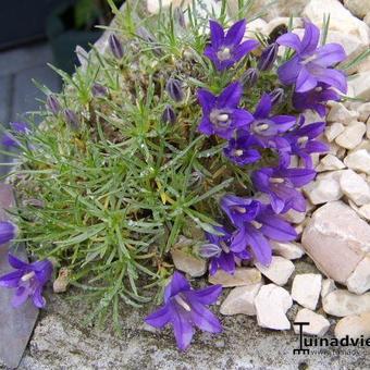 Edraianthus pumilio