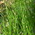 Equisetum scirpoides