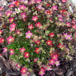 Saxifraga x arendsii 'TOURAN Scarlet' - 