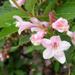 Weigela hortensis - 