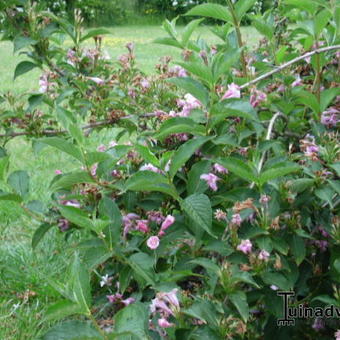 Weigela hortensis