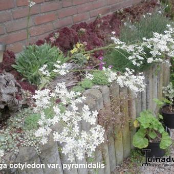 Saxifraga cotyledon var. pyramidalis