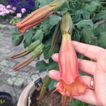 Brugmansia 'Cordata Red'