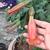 Brugmansia 'Cordata Red'