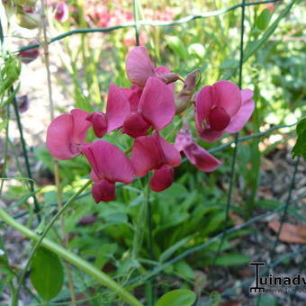 Lathyrus rotundifolius 'Tillyperone'