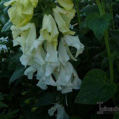 Digitalis purpurea f. albiflora 'Anne Redetzky' - 