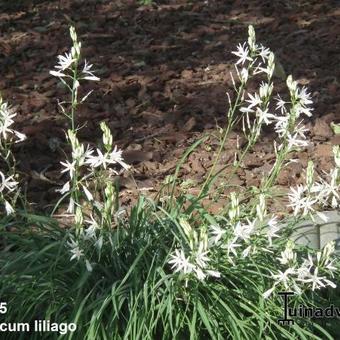 Anthericum liliago