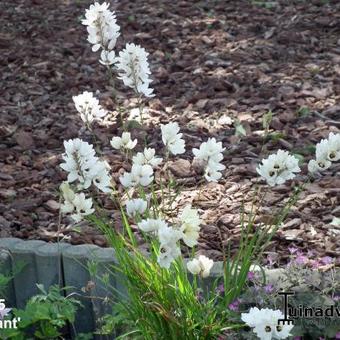 Ixia 'Giant'