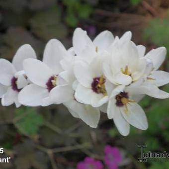 Ixia 'Giant'