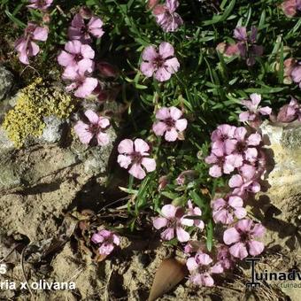 Saponaria x olivana