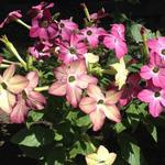 Nicotiana x sanderae 'Sensation Mix' - 