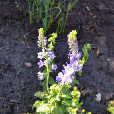 Veronica austriaca subsp. teucrium 'Royal Blue' - Veronica austriaca subsp. teucrium 'Royal Blue'