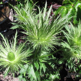 Eryngium alpinum