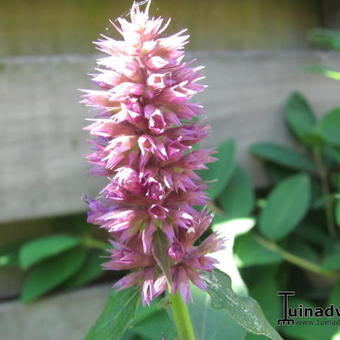 Agastache 'Blue Boa'