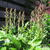 Astilbe chinensis 'Vision in Pink'