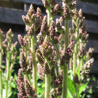 Astilbe chinensis 'Vision in Pink'