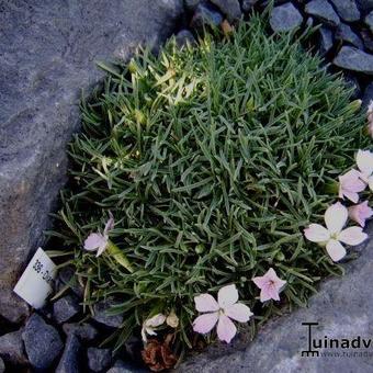 Dianthus microlepis 'Alba'