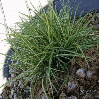 Carex oshimensis 'Evergold'