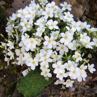 Arenaria montana