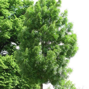 Fraxinus angustifolia 'Raywood'