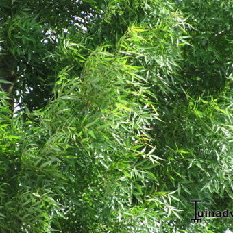 Fraxinus angustifolia 'Raywood'