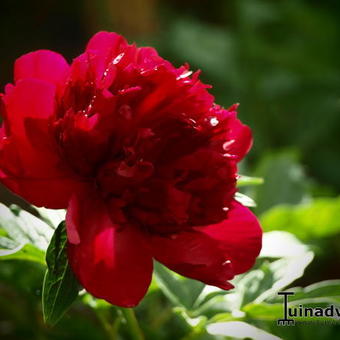 Paeonia lactiflora 'Red charm'