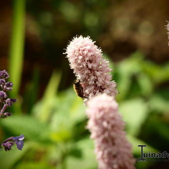 Persicaria bistorta 'Superba'