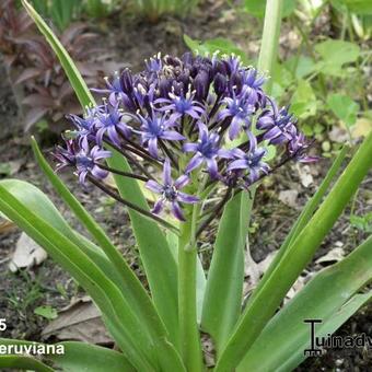 Scilla peruviana