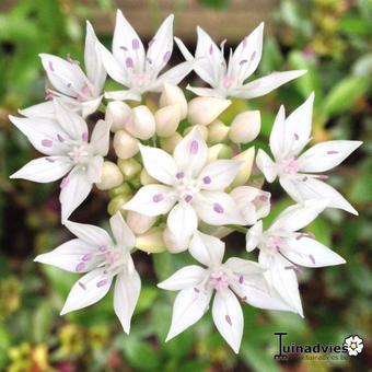 Allium amplectens 'Graceful Beauty'