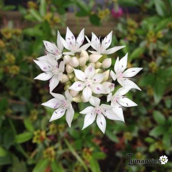 Allium amplectens 'Graceful Beauty'