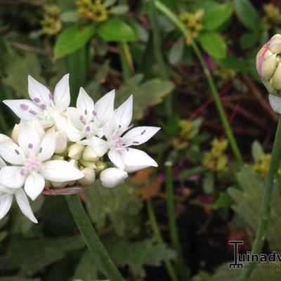 Allium amplectens 'Graceful Beauty' - 