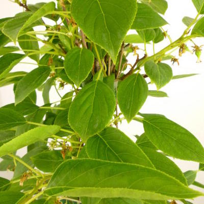 Actinidia arguta 'Geneva' - Actinidia arguta 'Geneva'