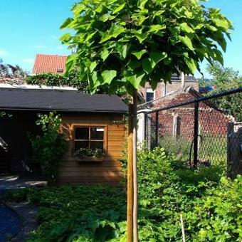 Catalpa bignonioides 'Nana'